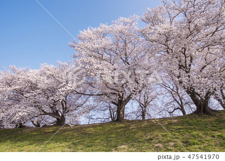 京都の桜　背割堤の桜　京都桜の名所　背割堤さくらまつり 47541970