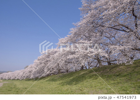 京都の桜　背割堤の桜　京都桜の名所　背割堤さくらまつり 47541973
