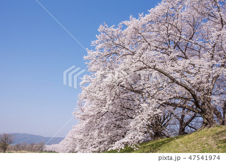 京都の桜 背割堤の桜 京都桜の名所 背割堤さくらまつり 京都の桜 背割堤の桜 京都桜の名所 背割堤さくらまつり 47541974