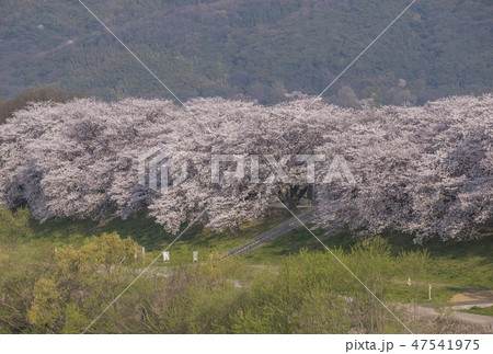 京都の桜 背割堤の桜 京都桜の名所 背割堤さくらまつり 京都の桜 背割堤の桜 京都桜の名所 背割堤さくらまつり 47541975