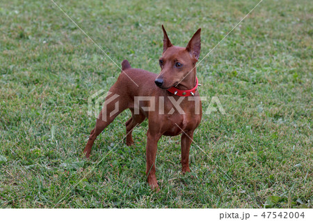 Red puppy of miniature pinscher on a green meadow. Red puppy of miniature pinscher on a green meadow. 47542004