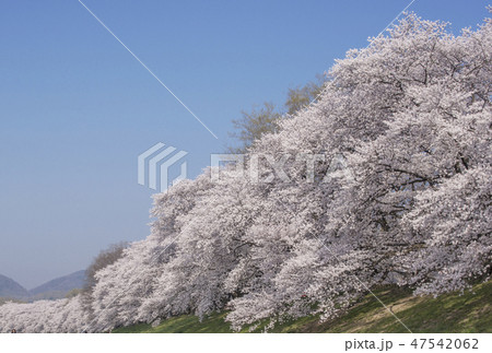 京都の桜 背割堤の桜 京都桜の名所 背割堤さくらまつり 京都の桜 背割堤の桜 京都桜の名所 背割堤さくらまつり 47542062
