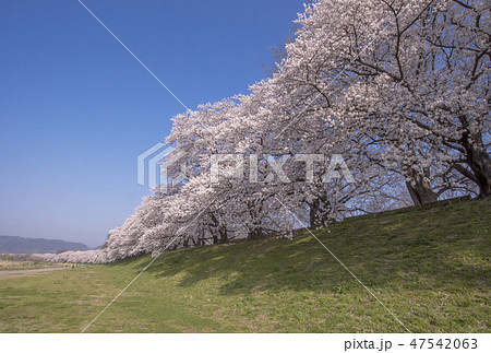 京都の桜　背割堤の桜　京都桜の名所　背割堤さくらまつり 47542063