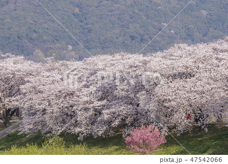 京都の桜　背割堤の桜　京都桜の名所　背割堤さくらまつり 47542066