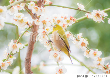 梅の花とメジロ 47542581