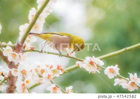 梅の花とメジロ 47542582