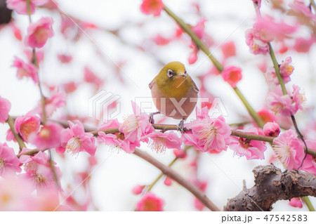 梅の花とメジロ 47542583