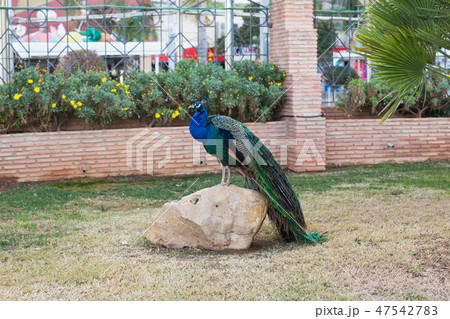 Adult male peacock with colorful and vibrant feathers, vivid blue body and green neon colored tail 47542783