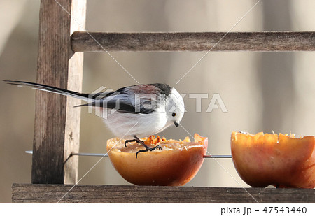 シマエナガ りんごステージに立つ シマエナガ りんごステージに立つ 47543440