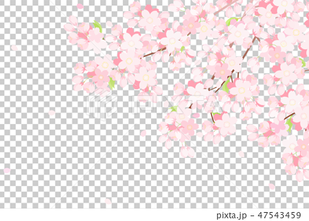 桜 背景イラストのイラスト素材