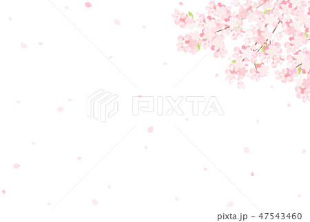 桜 背景イラストのイラスト素材