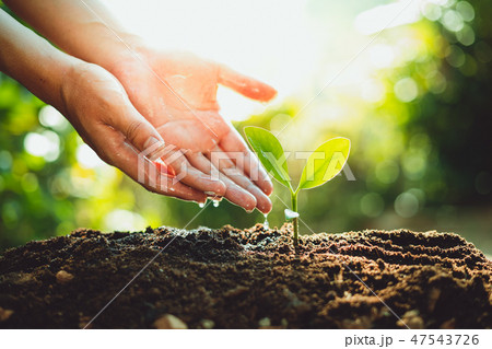 Fresh Green Plant Growing,Tree Growth Steps In nat 47543726