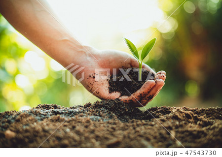 Fresh Green Plant Growing,Tree Growth Steps In nat Fresh Green Plant Growing,Tree Growth Steps In nat 47543730