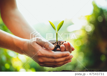 Fresh Green Plant Growing,Tree Growth Steps In nat 47543731