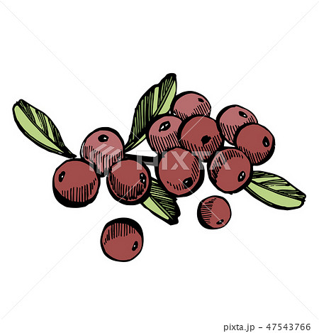 Hand drawn sketch style cranberry illustrations isolated on white background. Fresh food vector 47543766