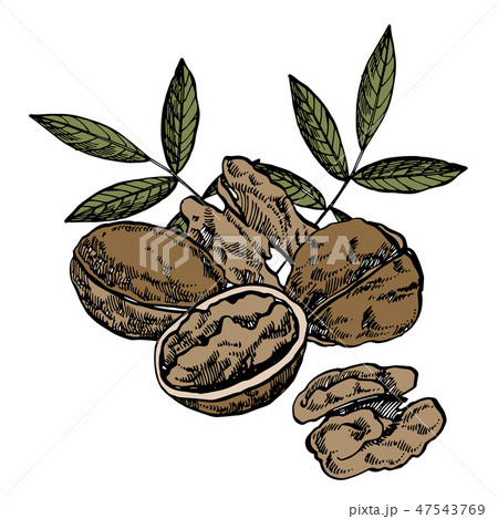 Hand drawn sketch style walnuts illustrations. Illustration in vintage style isolated on white Hand drawn sketch style walnuts illustrations. Illustration in vintage style isolated on white 47543769
