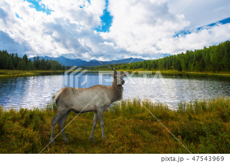 Lake in the Altai Mountains Lake in the Altai Mountains 47543969