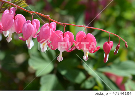Bleeding heart Bleeding heart 47544104