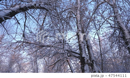 in park in winter frost, trees and branches in snow. beautiful Christmas winter forest with white in park in winter frost, trees and branches in snow. beautiful Christmas winter forest with white 47544111