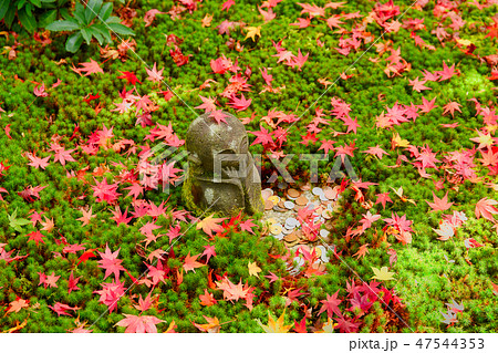 京都　圓光寺　十牛之庭のお地蔵様と紅葉 47544353