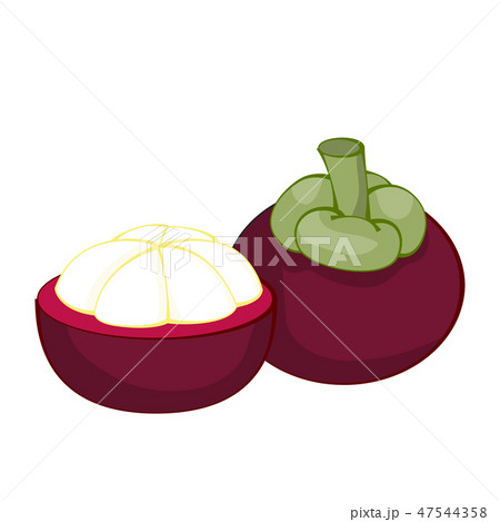 Illustration of fresh fruit mangosteen, Vector 47544358