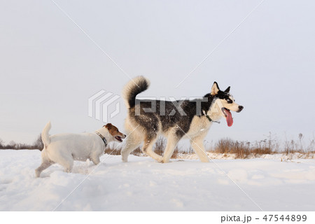 Siberian husky and jack russel terrier 47544899