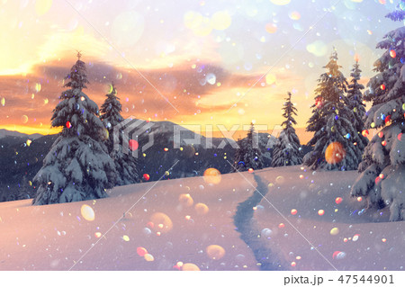 Dramatic wintry scene with snowy trees. Dramatic wintry scene with snowy trees. 47544901