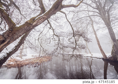 Branches hanging over a river in the winter Branches hanging over a river in the winter 47545185