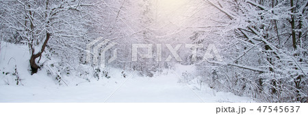 Snow covered trees in the winter forest 47545637