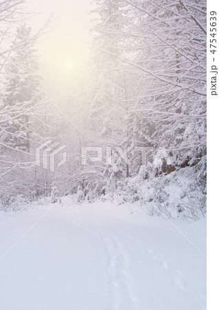 Snow covered trees in the winter forest 47545639
