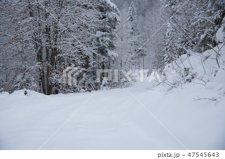 Snow covered trees in the winter forest 47545643