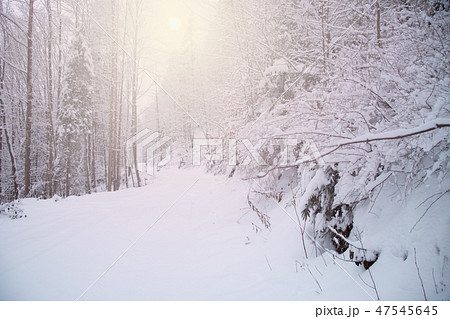 Snow covered trees in the winter forest 47545645
