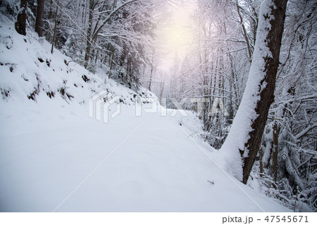 Snow covered trees in the winter forest 47545671