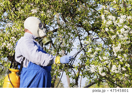 Caring for fruit trees, gardening. Caring for fruit trees, gardening. 47545801