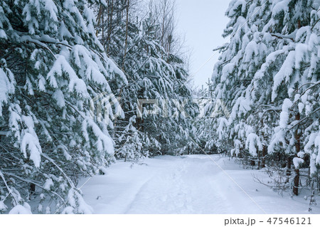 gloomy grey landscape with winter forest 47546121