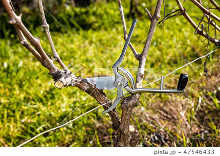 Professional steel scissors for pruning the vine. Professional steel scissors for pruning the vine. 47546433