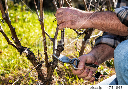 Farmer works at pruning in a vineyard Farmer works at pruning in a vineyard 47546434