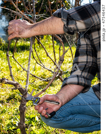 Farmer works at pruning in a vineyard 47546437