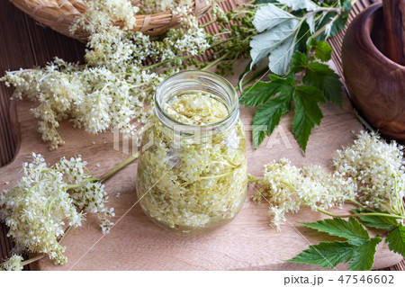 Preparation of tincture from meadowsweet blossoms 47546602