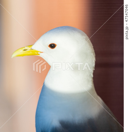 Seagull beautifully bathed in afternoon light Seagull beautifully bathed in afternoon light 47547046
