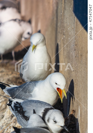 Seagulls and chicks nested on a building edge 47547047