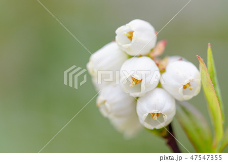 ブルーベリーの花 47547355