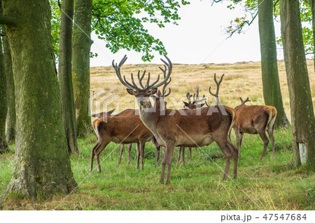 Deer in Lyme Park, Peak District in Cheshire, UK Deer in Lyme Park, Peak District in Cheshire, UK 47547684
