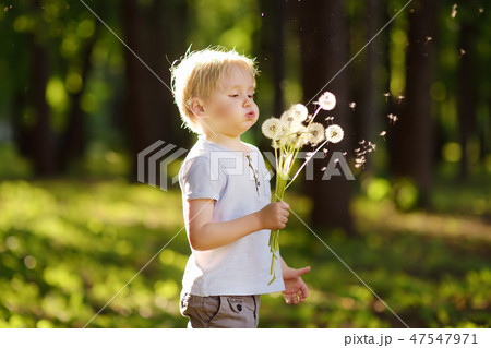 Little boy blows down dandelion fluff 47547971