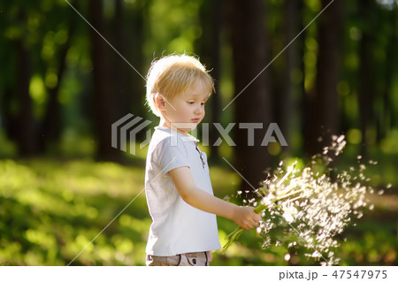 Little boy playing with dandelion fluff. Little boy playing with dandelion fluff. 47547975
