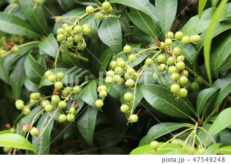 馬酔木の青い実 47549248