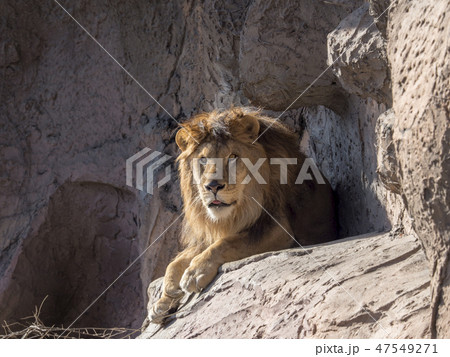 ライオン 47549271