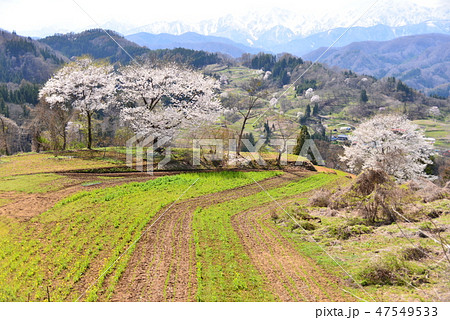 小川村の春景色 小川村の春景色 47549533