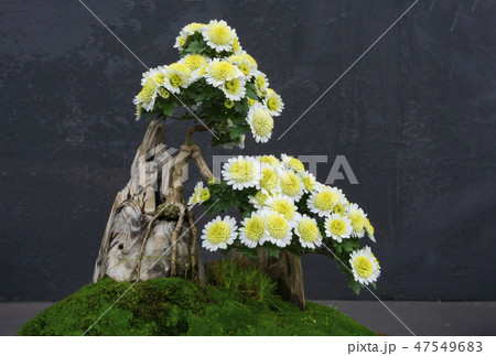菊 花 黄色 47549683