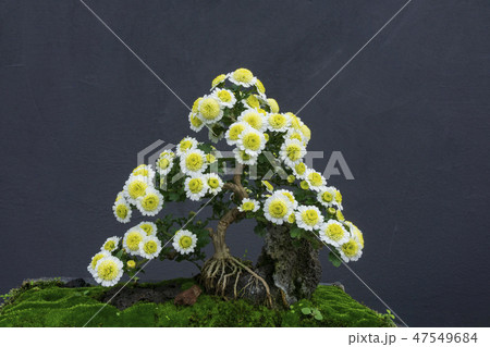 菊 花 黄色 47549684